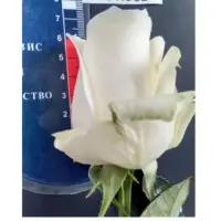 Fresh White Roses