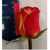 Fresh Roses