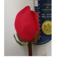 Fresh Roses