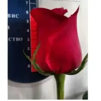 Fresh Roses