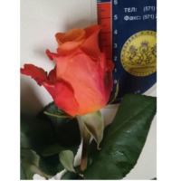 Fresh Roses