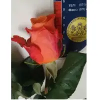 Fresh Roses