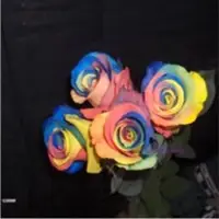 Springalways Tinted Roses