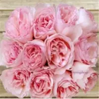 Springalways Garden Roses