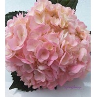 Springalways Hydrangeas