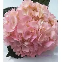 Springalways Hydrangeas