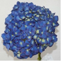 Shocking Blue