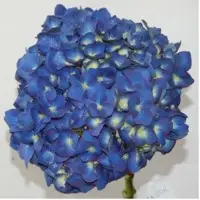 Shocking Blue