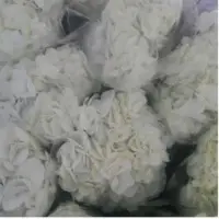 White Premium