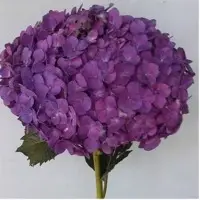 Elite Purple