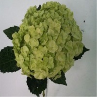 Hy Apple Green