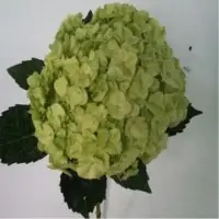 Hy Apple Green