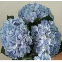 Blue Hydrangea