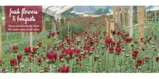 Springalways Inc. company image 1