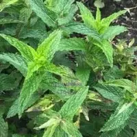 Herbs