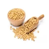 Soyabeans Seed