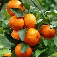 Mandarin