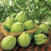 Guava