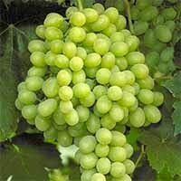 Grape