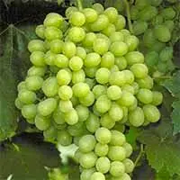 Grape