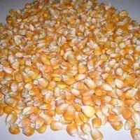 Yellow Maize