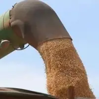 Soy Bean
