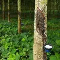 Raw Rubber