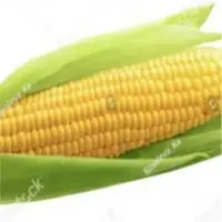 Corn