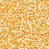 Corn Pieces