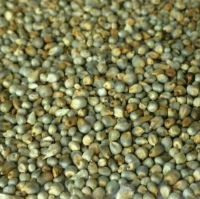 Green Millet Seeds