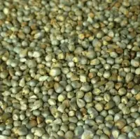 Green Millet Seeds