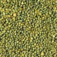 Green Millet