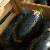 Egg plant