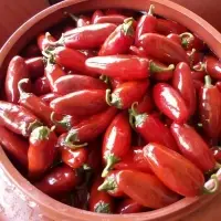 Jalapeno Peppers