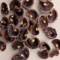 Cashew Nut Shell