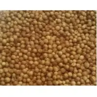Coriander