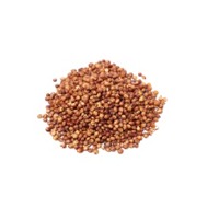 Sorghum
