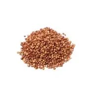 Sorghum