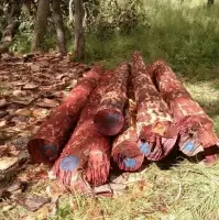 Redwood Logs