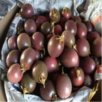 Fresh Purple Passion Fruit