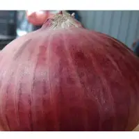 Bhima Dark Red