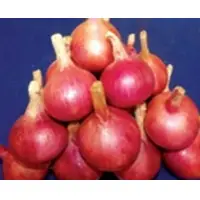 Nhrdf Red Onion