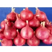 Nhrdf Red 2 Onion