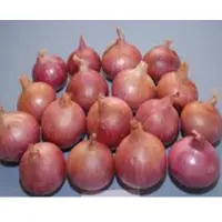 Nhrdf Red 3 Onion