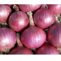 Agrifound Red Onion