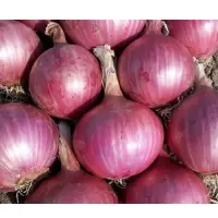 Pusa Red Onion