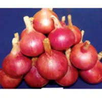 Pusa Ratnar Onion