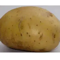 Kufri Chandramukhi - 1 Potato
