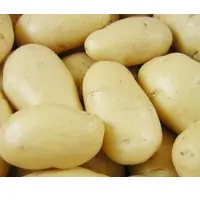 Kufri Chandramukhi - 1 Potato