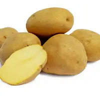Kufri Pukhraj Potato